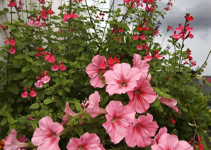 Troense 3* Vindeby (Svendborg)