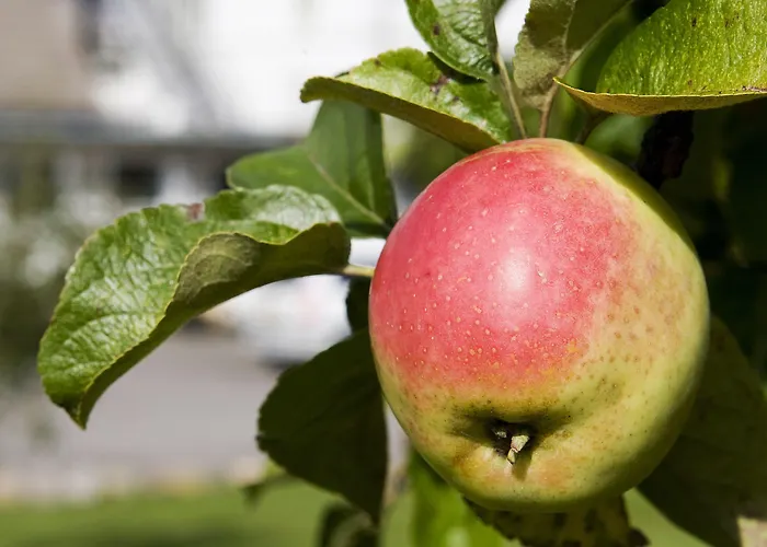 Troense 3* Vindeby (Svendborg)